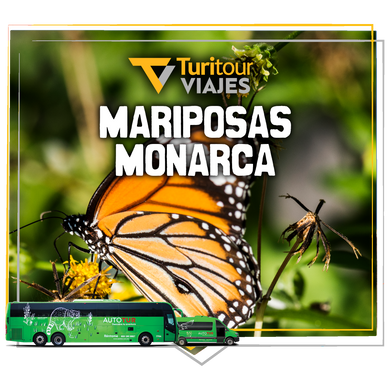 Turitour Monarch Butterfly & Valle de Bravo Trips