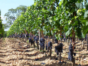 Turitour Queso y Vino