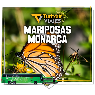 Turitour Viajes Mariposa Monarca & Valle de Bravo