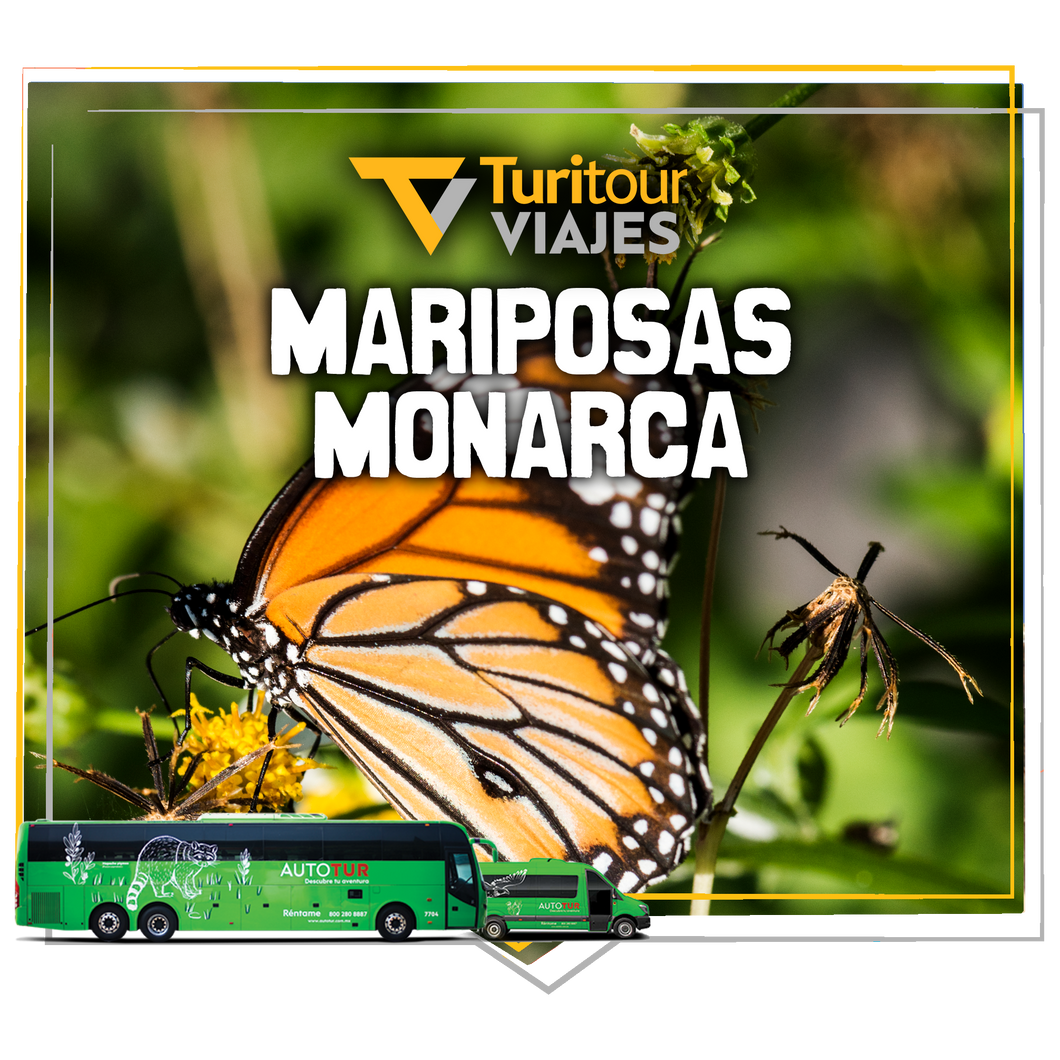 Turitour Viajes Mariposa Monarca & Valle de Bravo